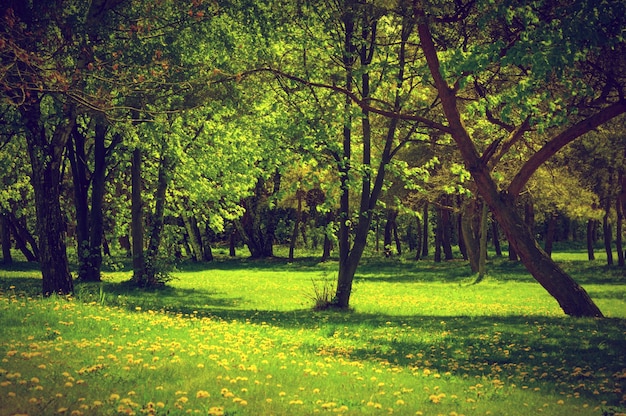 Kostenloses Foto wald mit gras