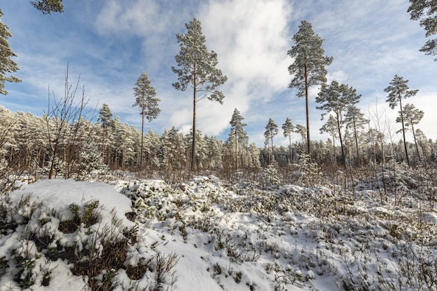 Wald mit hohen Bäumen im Winter