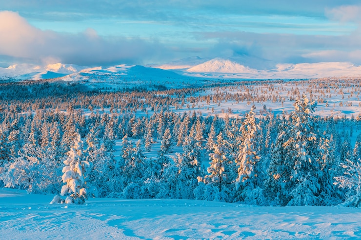Kostenlose Foto wald mit schneebedeckten kiefern