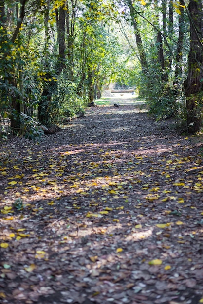 Wald mit trockenen Blättern, die den Boden