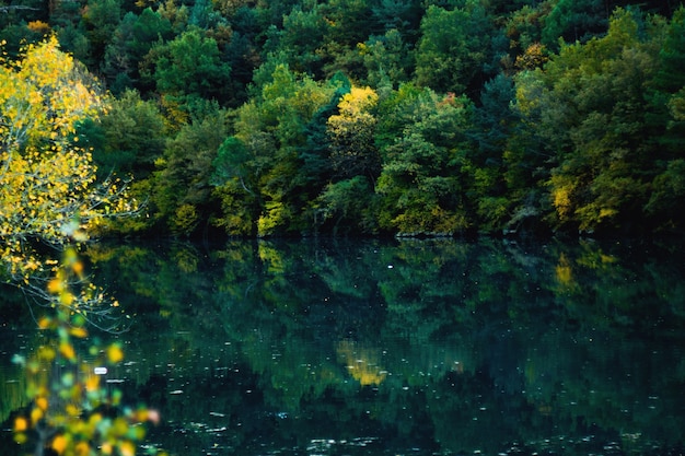 Wald spiegelt sich im Wasser