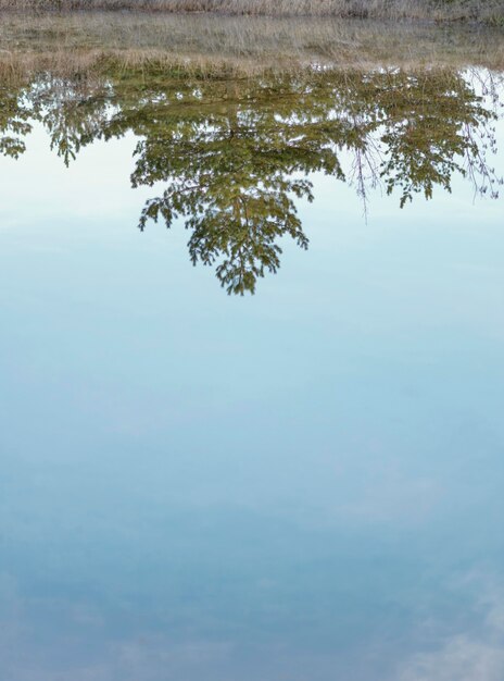 Wald spiegelt sich im Wassersee