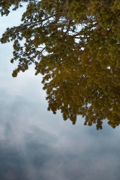 Kostenloses Foto wald spiegelt sich im wassersee