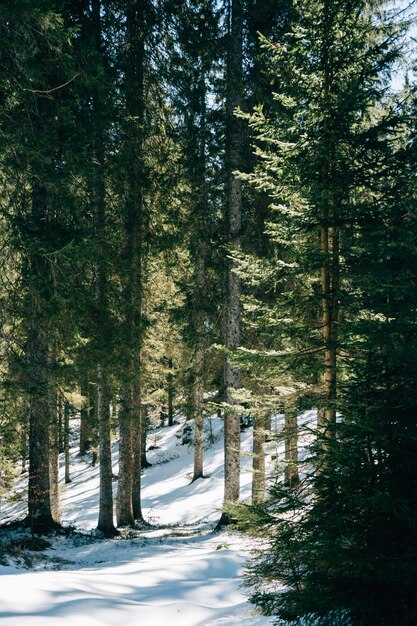 Wald tagsüber mit Pinien