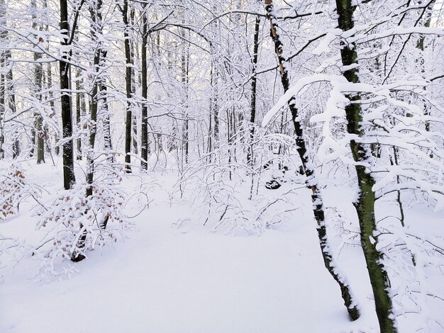 Wald umgeben von Bäumen, die im Schnee unter dem Sonnenlicht in Larvik in Norwegen bedeckt sind