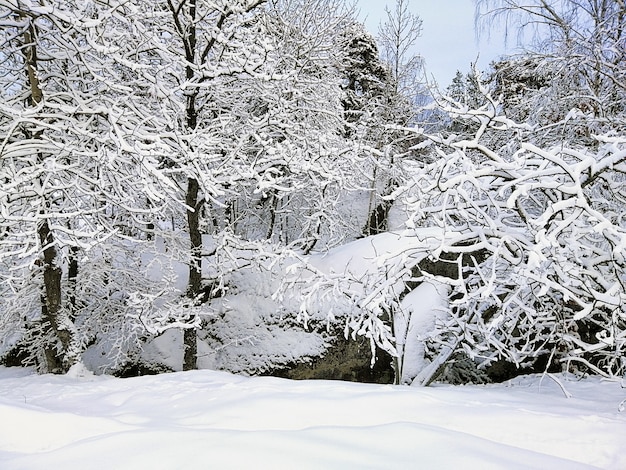 Wald umgeben von Felsen und Bäumen, die im Schnee unter dem Sonnenlicht in Larvik in Norwegen bedeckt sind