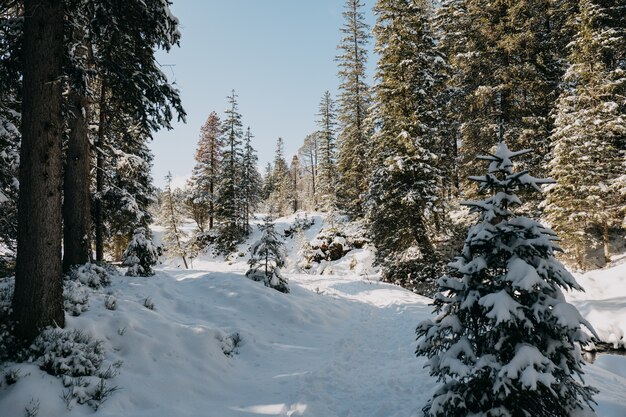 Wald umgeben von schneebedeckten Bäumen im Winter unter Sonnenlicht