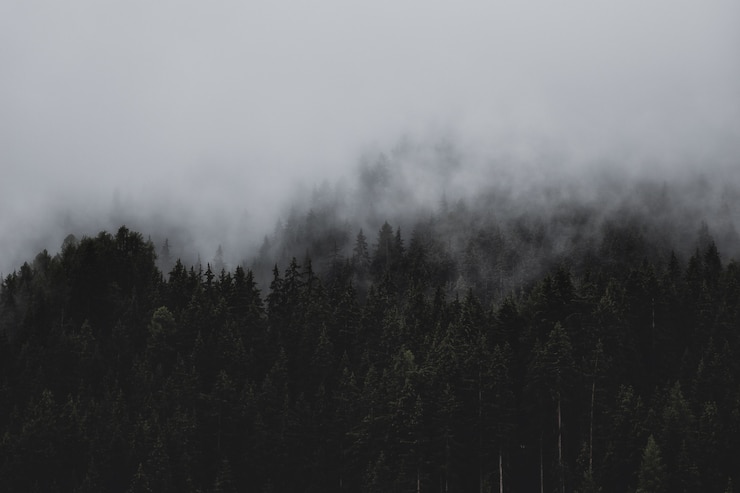 Kostenlose Foto wald unter wolken