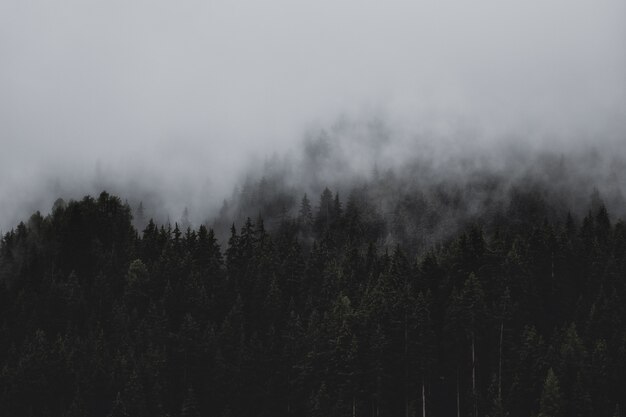 Wald unter Wolken