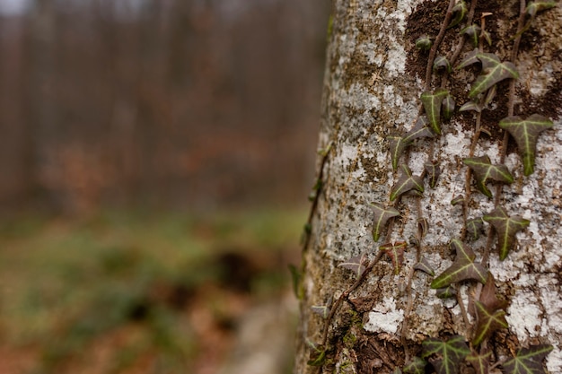 Walddetails bei Tageslicht erfasst