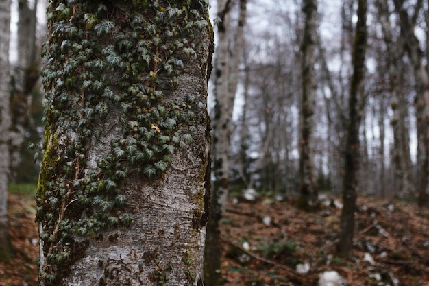 Walddetails bei Tageslicht erfasst