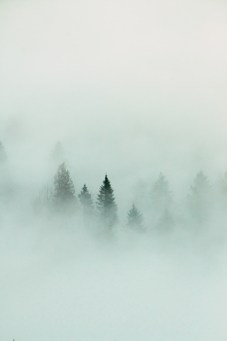 Kostenlose Foto waldlandschaft mit dichtem nebel