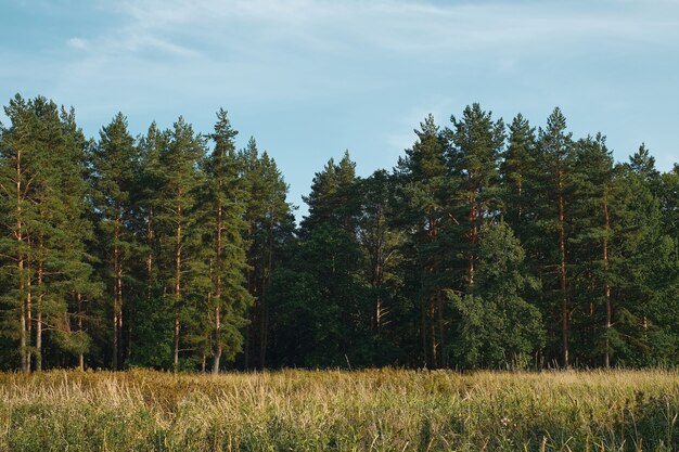 Waldlichtung vor dem Hintergrund eines Kiefernwaldes, Sommersonnenuntergang, Hintergrund blauer Himmel mit Wolken. Natürliche Landschaft