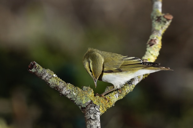 Waldsänger Phylloscopus sibilatrix, Malta, Mittelmeer