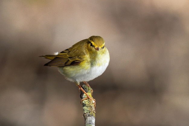 Kostenloses Foto waldsänger phylloscopus sibilatrix