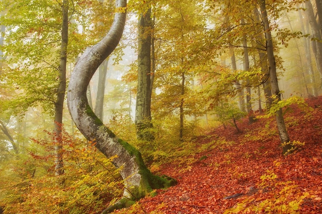 Waldweg in den Bergen am Herbsttag