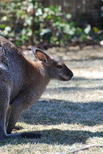 Wallaby mit zurückgezogenen Ohren.