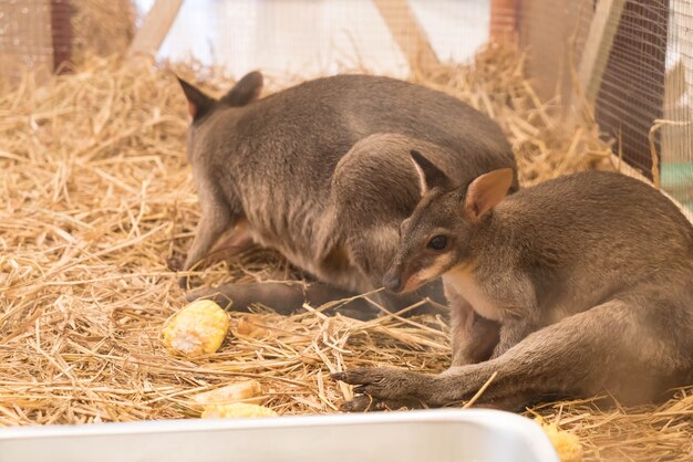 Wallaby oder Mini Känguru