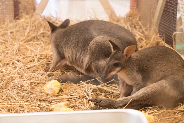 Wallaby oder Mini Känguru