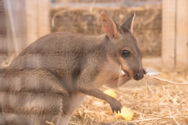 Kostenloses Foto wallaby oder mini känguru