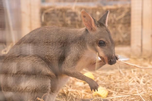 Wallaby oder Mini Känguru
