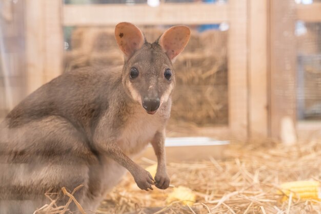 Wallaby oder Mini Känguru