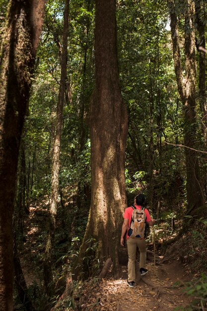 Wanderer im Wald mit großen Bäumen