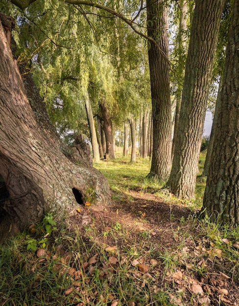 Kostenloses Foto wanderwege erkunden