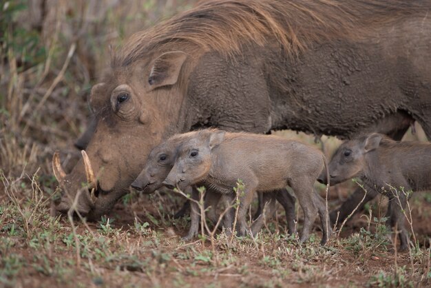 Warzenschwein sucht zusammen mit ihren Ferkeln nach Nahrung
