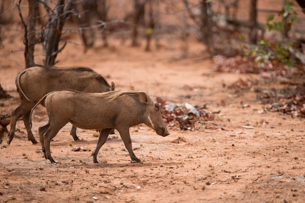 Kostenloses Foto warzenschweine gehen in einer trockenen savanne