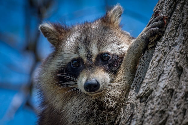 Waschbär an einem Kofferraum