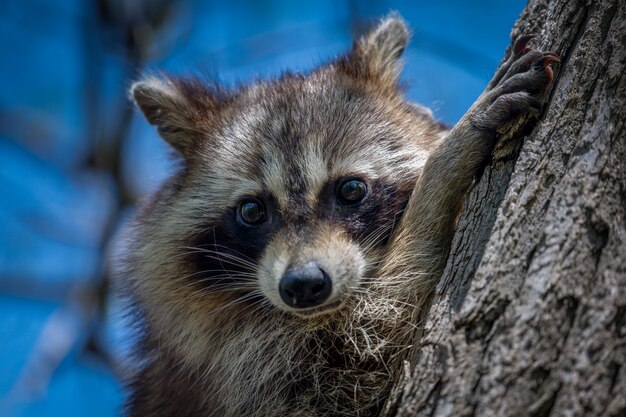 Waschbär an einem Kofferraum