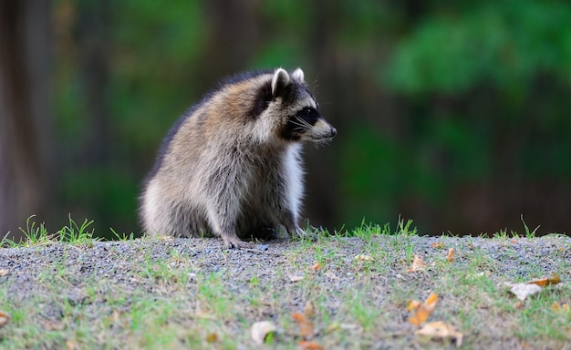 Waschbär im Park in Montreal, Kanada