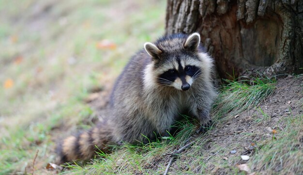 Waschbär im Park in Montreal, Kanada