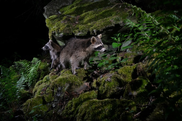 Waschbär in schönem Naturlebensraum