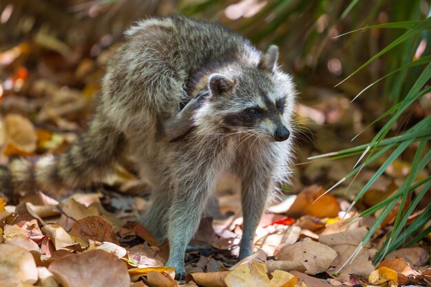 Waschbär