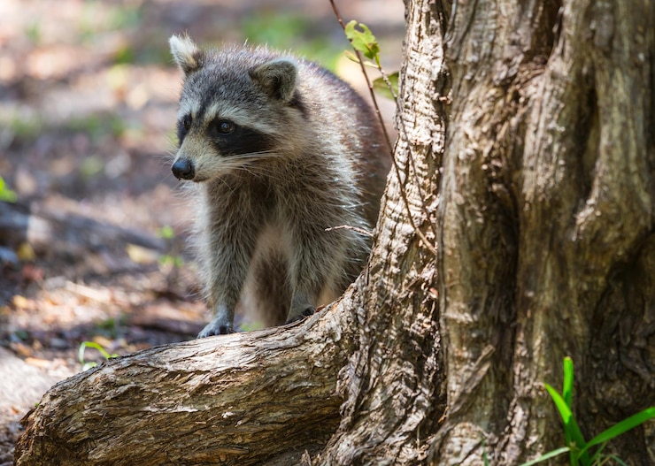 Kostenlose Foto waschbär