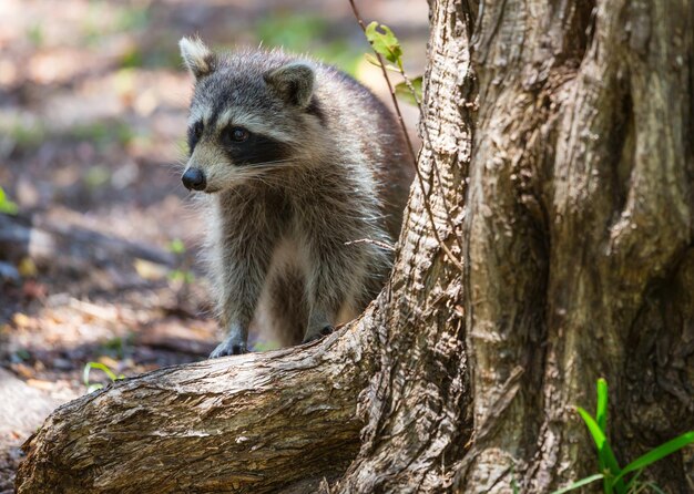 Waschbär