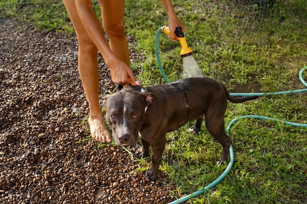 Kostenloses Foto waschender hund des besitzers des hohen winkels