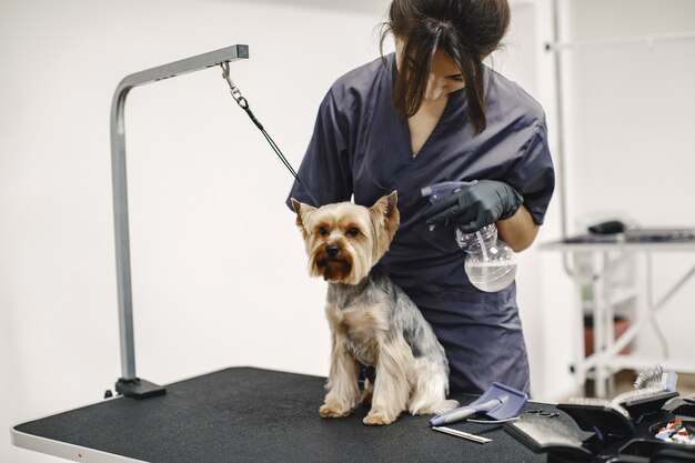 Waschvorgang. Kleiner Hund sitzt auf dem Tisch. Hundekastrierung durch einen Profi.