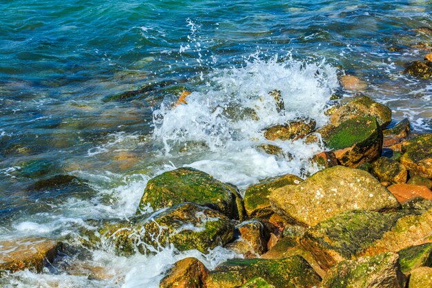 Wasser das Meer Tourismus Riff Sonne Algen
