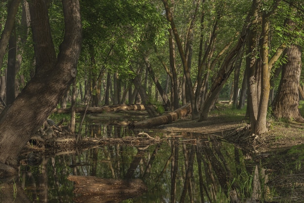 Wasser mitten in einem Wald, umgeben von grünblättrigen Bäumen am Tag