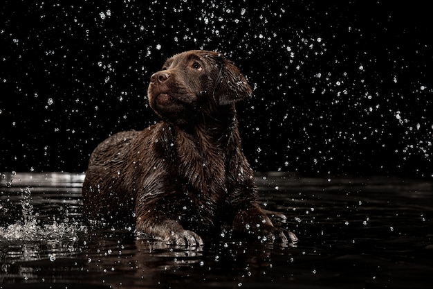 Wasser spritzt Porträt von schokoladenfarbenem großen Labrador-Hund, der Baden spielt