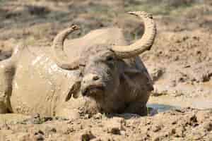 Kostenloses Foto wasserbüffel baden in einem see in sri lanka