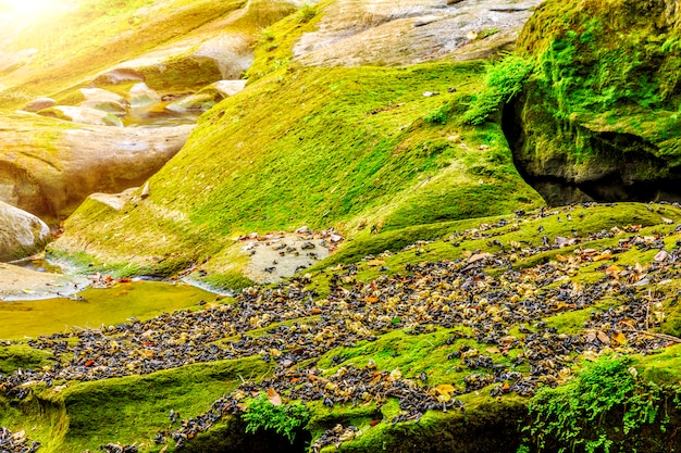 Wasserfälle Berge Natur Creeks Blätter Reflexion