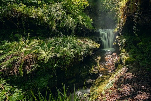 Wasserfall in einem Waldgebiet mit viel Vegetation