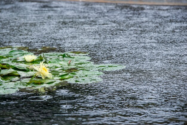 Wasserlilien an einem regnerischen Tag