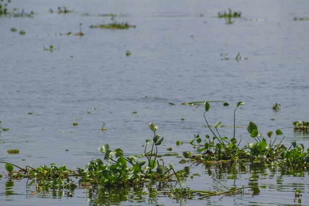 Wasserpflanzen