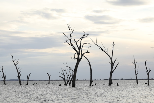 Wasserszene mit toten Bäumen in der Abenddämmerung