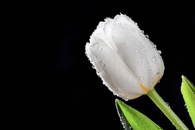 Wassertröpfchen in einer weißen Tulpe